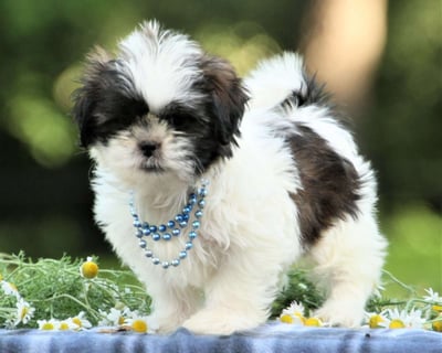 Shih Tzu Puppies for Sale 