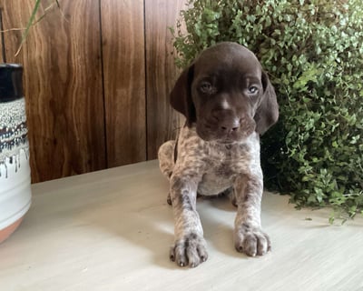 German Shorthaired Pointer Puppies for Sale