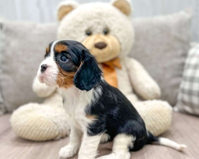 Cavalier King Charles Spaniel Puppies for Sale