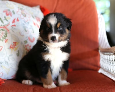 Miniature Australian Shepherd Puppies for Sale