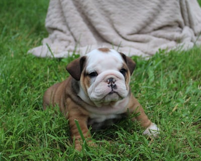 English Bulldog Puppies for Sale