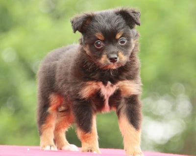 Miniature Australian Shepherd Puppies for Sale