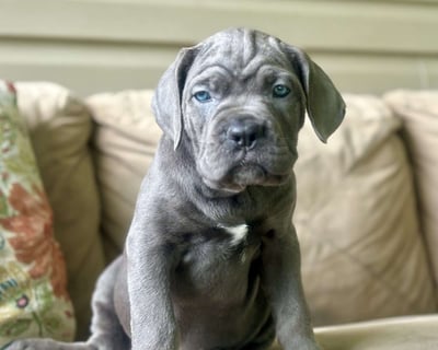 Cane Corso Puppies for Sale