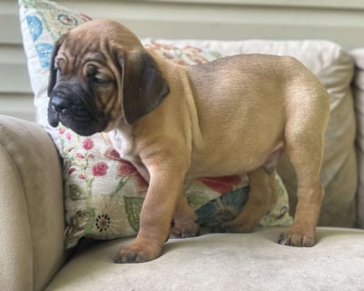 Cane Corso Puppies for Sale