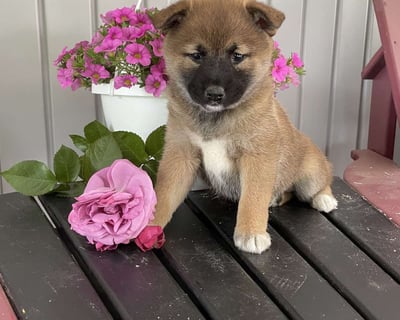 Shiba Inu puppies for sale