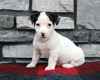 Jack Russell puppies for sale 