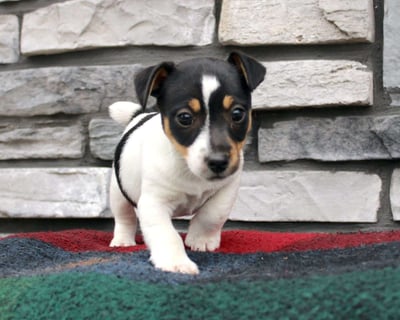 Jack Russell puppies for sale 