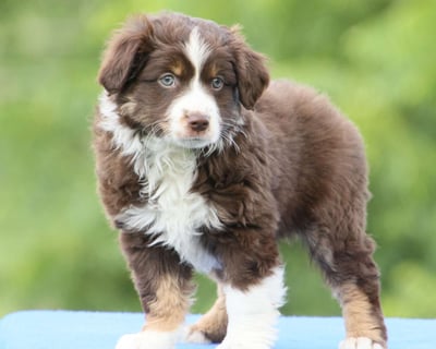 Miniature Australian Shepherd Puppies for Sale