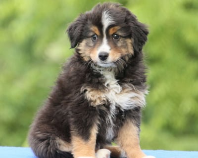 Miniature Australian Shepherd Puppies for Sale