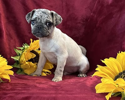 Pug Puppies for Sale
