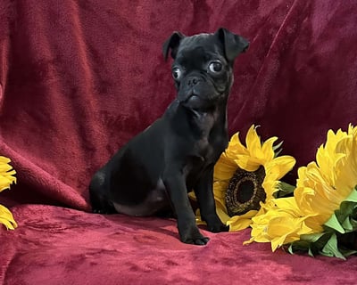 Pug Puppies for Sale