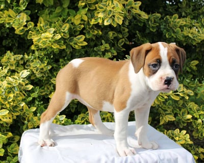 Boxer Puppies for Sale