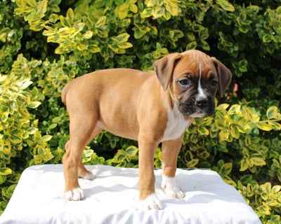 Boxer Puppies for Sale