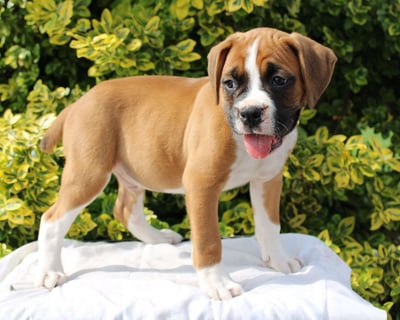 Boxer Puppies for Sale