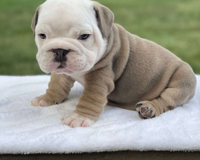 English Bulldog puppies for sale
