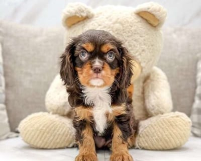 Cavalier King Charles Spaniel Puppies for Sale