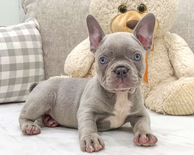 Frenchton Puppies for Sale