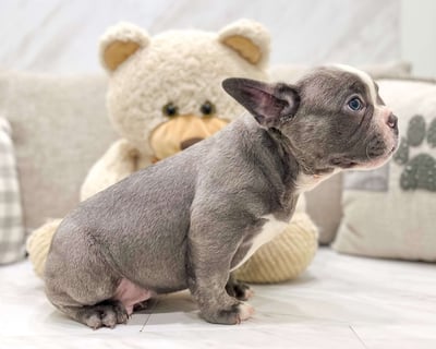 Frenchton Puppies for Sale 