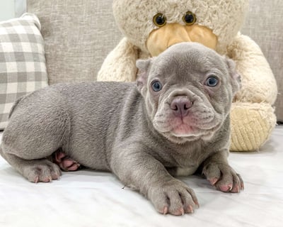 Frenchton Puppies for Sale 