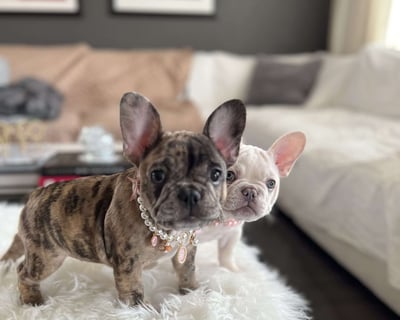 French Bulldog Puppies for Sale