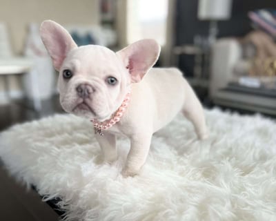 French Bulldog Puppies for Sale