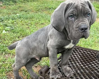 Cane Corso Puppies for Sale