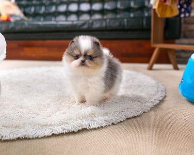 Teacup Pomeranian Puppies for Sale
