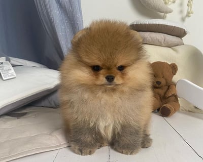 Teacup Pomeranian Puppies for Sale 