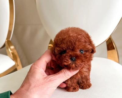 Poodle Puppies for Sale