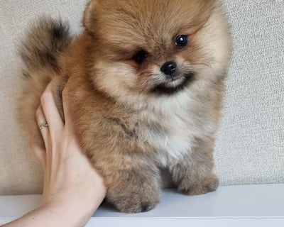 Teacup Pomeranian Puppies for Sale 