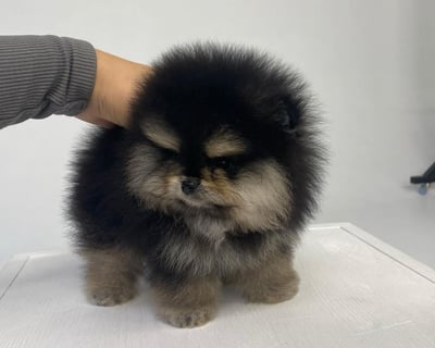 Teacup Pomeranian Puppies for Sale
