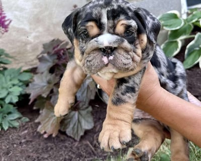 English Bulldog puppies for sale