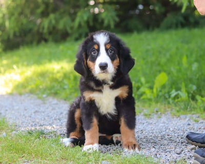 Bernese Mountain puppies for sale