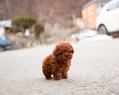 Poodle Puppies for Sale