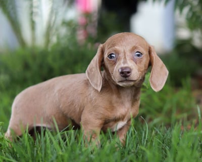 Dachshund puppies for sale