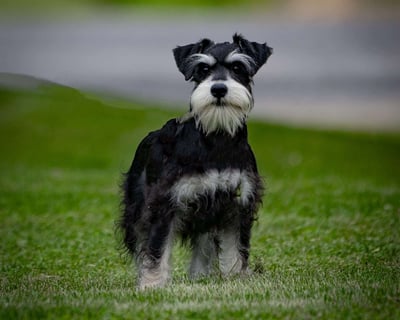 Miniature Schnauzer Puppies for Sale