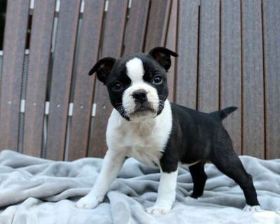 Boston Terrier Puppies for Sale