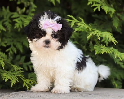 Shih Tzu Puppies for Sale