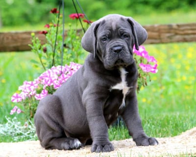 Cane Corso Puppies for Sale