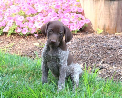 German Shorthaired Pointer Puppies for Sale 