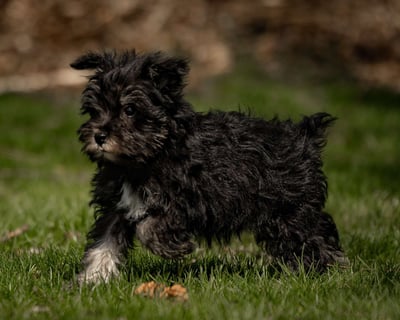 Schnauzer Puppies for Sale