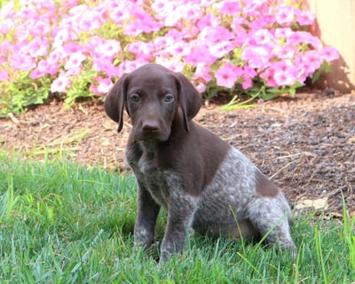 German Shorthaired Pointer Puppies for Sale 