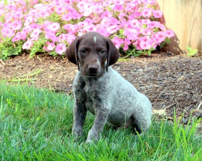 German Shorthaired Pointer Puppies for Sale 