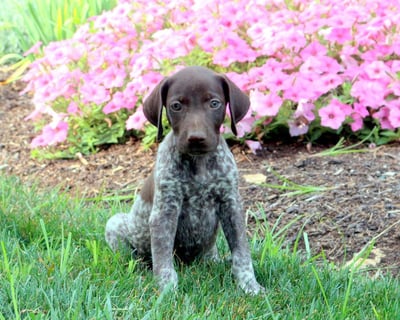 German Shorthaired Pointer Puppies for Sale 