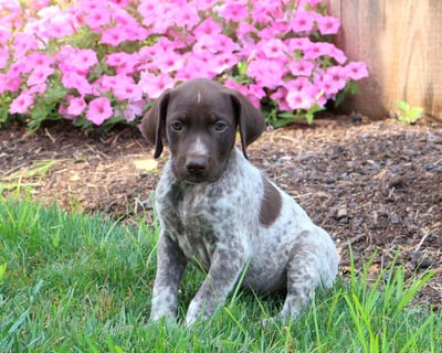 German Shorthaired Pointer Puppies for Sale 