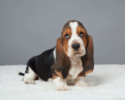 Basset Hound Puppies for Sale