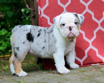 English Bulldog Puppies for Sale