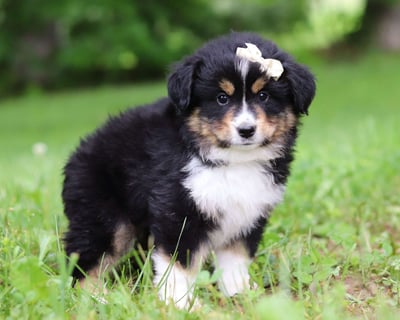 Australian Shepherd Puppies for Sale