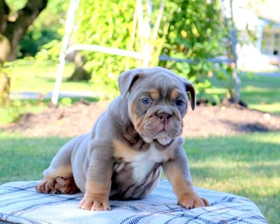 English Bulldog Puppies for Sale