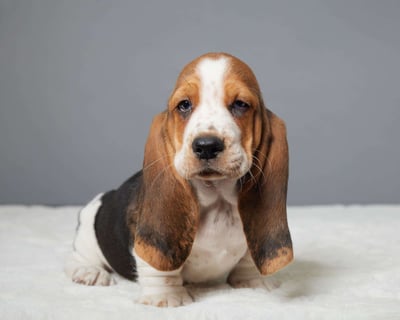 Basset Hound Puppies for Sale